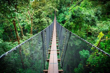 Ağacın üzerinde asılı ahşap köprü