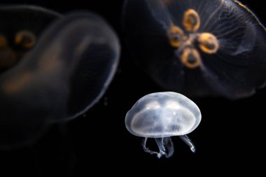 Karanlık suda yüzen derin deniz denizanası