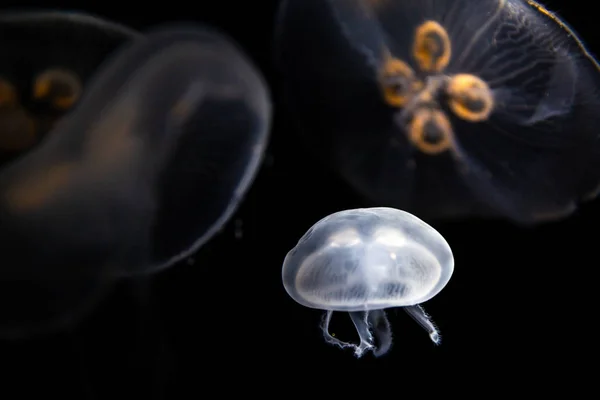 Deep sea jellyfish floating in dark water