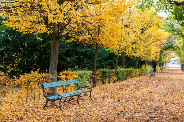 Прогулянка Вкрита Падінням Листя Кленів Громадському Парку Австрії Набуває Забарвлення — стокове фото