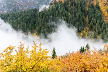Sonbahar aylarında sis ve bulutlarla kaplı doğal parktaki çam ağaçlarının havadan görünüşü.