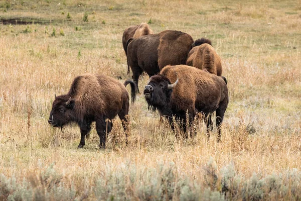 Grupp Amerikanska Bisoner Äter Gräs Gräsbevuxen Dal Naturparken — Stockfoto