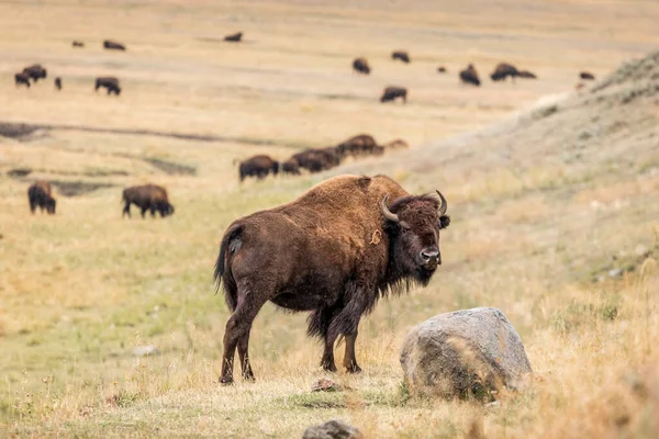 Amerikansk Bisonoxe Sluttningen Och Dess Hjord Gräsbevuxen Dal Naturparken — Stockfoto