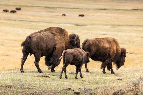 Amerikanska Bisons Familj Promenader Följa Sin Flock Gräsbevuxen Dal Naturparken — Stockfoto