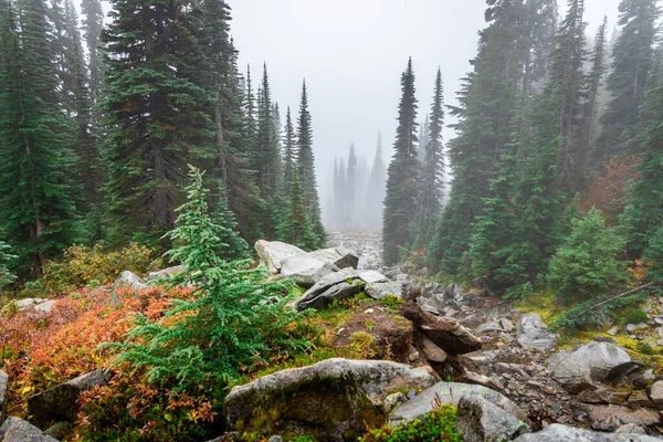 Pinos Grandes Rocas Parques Naturales Cubiertos Niebla Niebla Durante Temporada —  Fotos de Stock