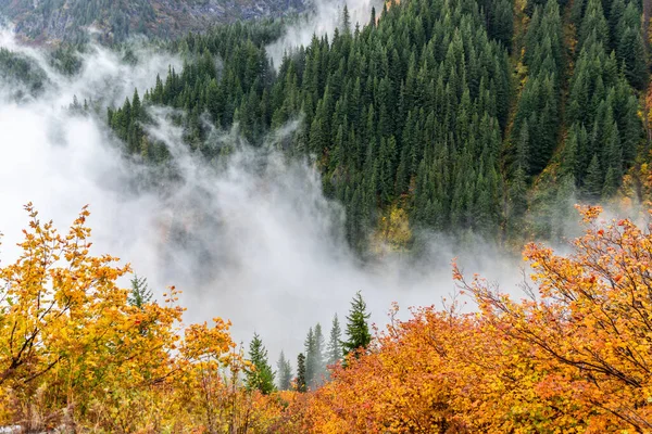 Vista Aérea Los Bosques Pinos Parque Natural Durante Otoño Cubierto —  Fotos de Stock