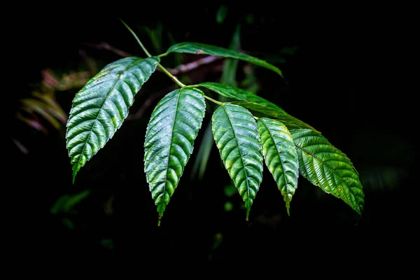 Feuilles Vertes Plantes Tropicales Avec Fond Sombre Intérieur Forêt Tropicale — Photo