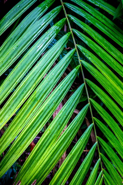 Fresh Long Shape Tropical Plant Green Leaves Wet Water Raining — Stock Photo, Image