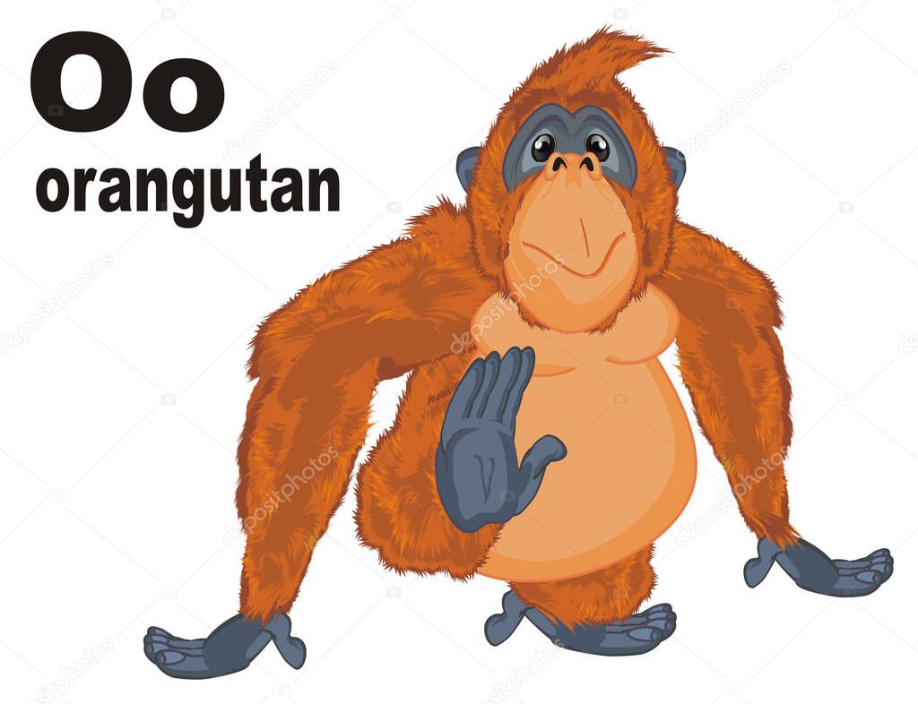 funny orange orangutan and abc
