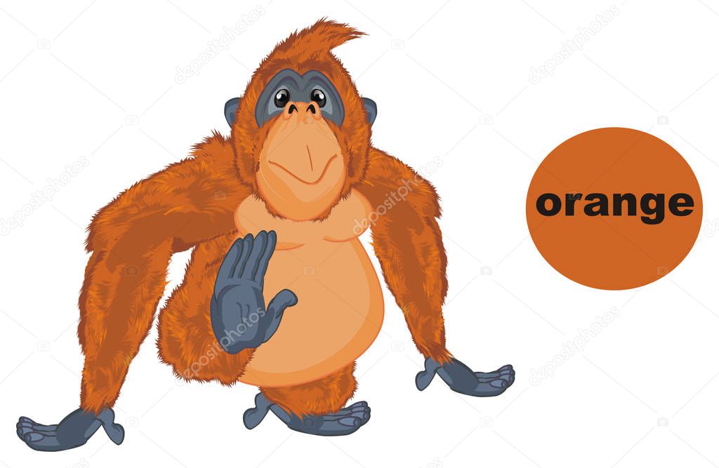 funny orange orangutan is orange