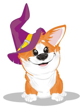 şapkalı küçük komik corgi