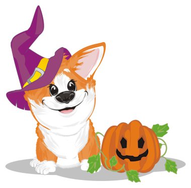 küçük komik corgi ve Cadılar Bayramı