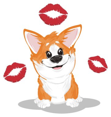 little funny corgi with many red kisses