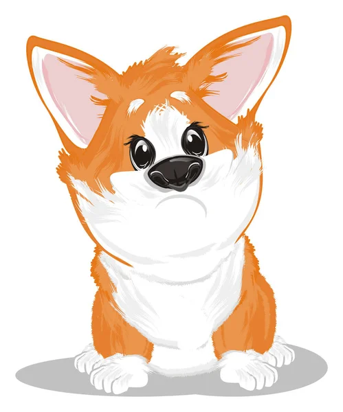 Unhappy Little Corgi Sit Look — Zdjęcie stockowe