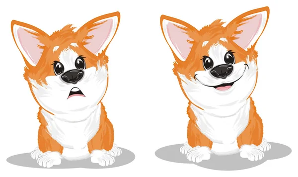 Üzgün Corgi Ile Biraz Komik Corgi — Stok fotoğraf