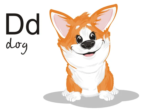 Little Funny Corgi Abc — Stock Photo, Image