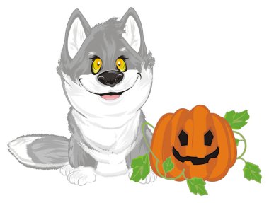 mutlu küçük gri kurtları kabak