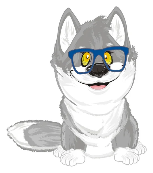 青のメガネで小さな灰色の狼 — ストック写真