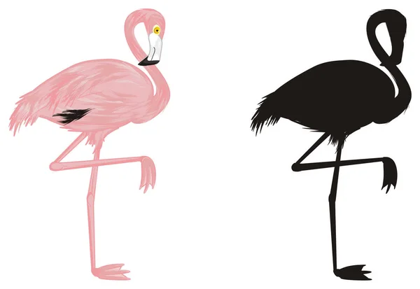 Pink Flamingo Cień Czarny Kryjący — Zdjęcie stockowe