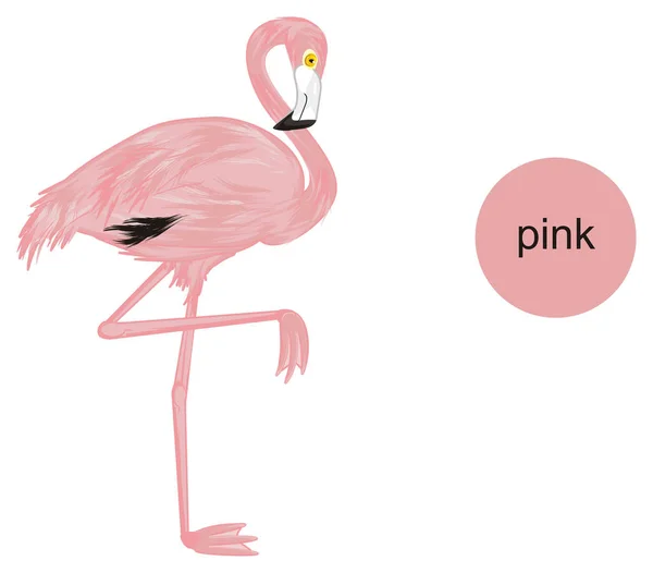 Söt Rosa Flamingo Rosa — Stockfoto