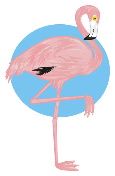 Rosa Flamingo Och Blå Tecken — Stockfoto