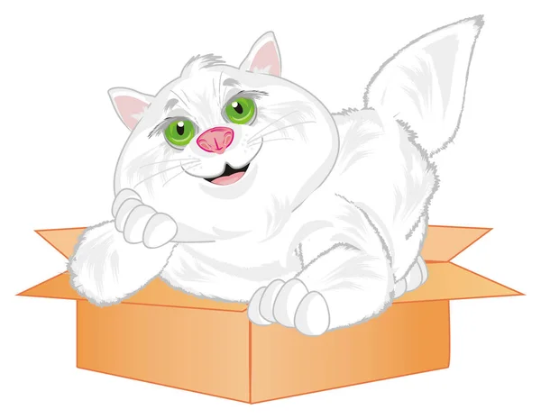 Sonriente Gato Gordo Mirar Hacia Arriba Caja — Foto de Stock