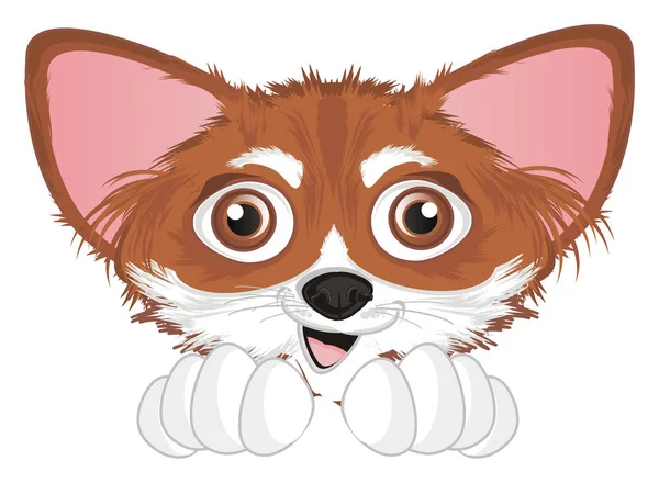 Nos Malé Rozkošné Chihuahua — Stock fotografie