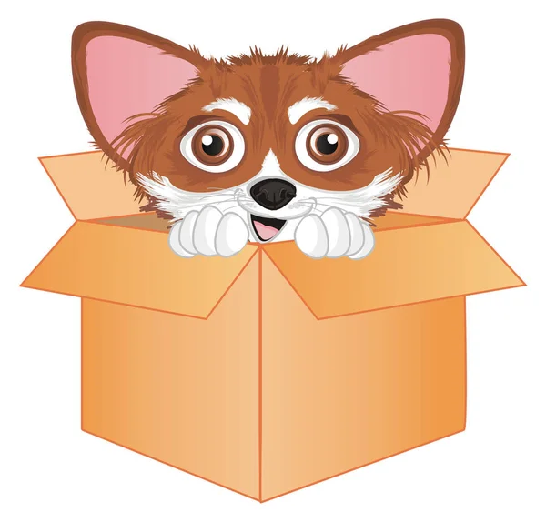 Piccolo Chihuahua Carino Scatola Carta — Foto Stock