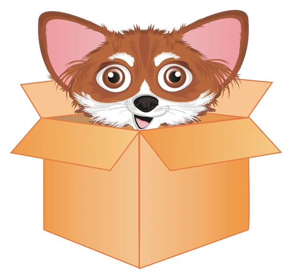 Little Cute Chihuahua Peek Box — Stock Photo, Image