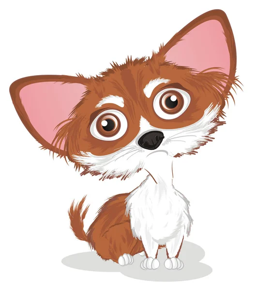 Boldogtalan Kis Aranyos Chihuahua Ülni — Stock Fotó