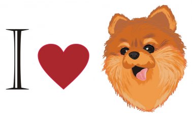 işaretleri ile küçük sevimli spitz snout