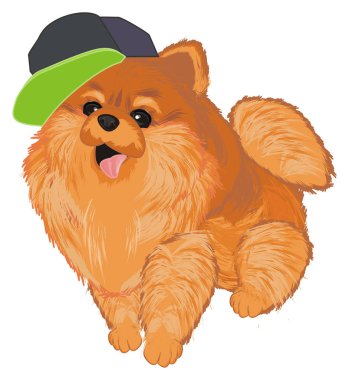 serin kap küçük sevimli spitz