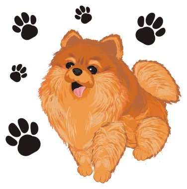 birçok izleri ile küçük sevimli spitz