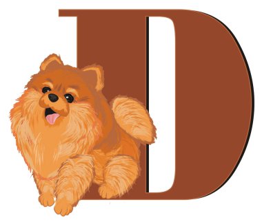 biraz sevimli spitz harfi d ile oturup