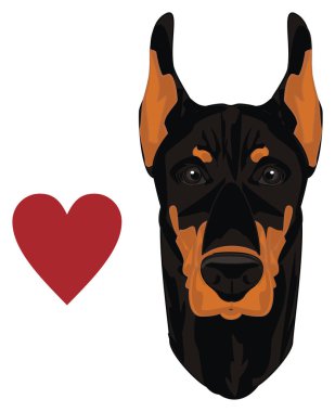 doberman ve kırmızı kalp yüzü
