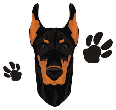 doberman ve iki pençeleri yüzü