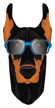 mavi gözlükdoberman yüzü