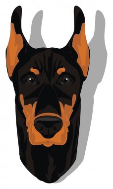 doberman ve gri gölge yüzü