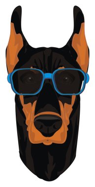 gözlük doberman yüzü