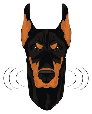 kötü doberman ve kükreme yüzü
