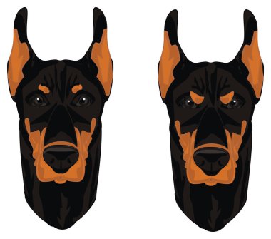 dobermanların tür ve kötü yüzleri