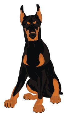 kötü doberman beyaz bir arka plan üzerinde oturup