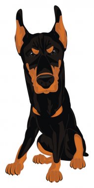 kötü doberman oturup bak