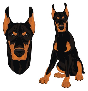 kötü doberman ve doberman ve çıkış