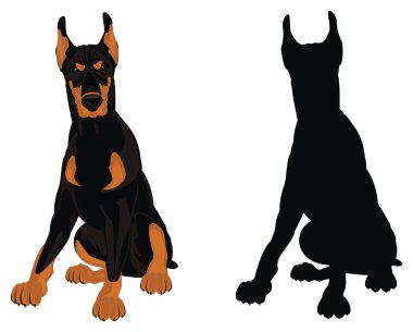 kötü doberman ve katı siyah gölge