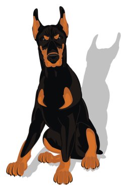 kötü doberman ve gri gölge