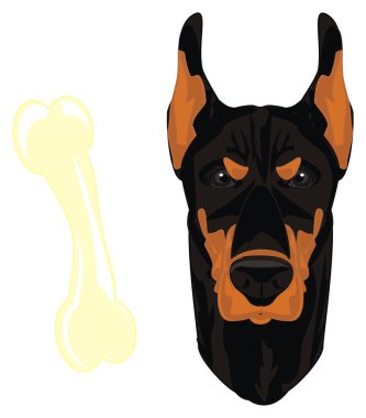 siyah doberman kızgın yüzü