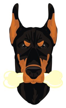 siyah doberman kızgın yüzü