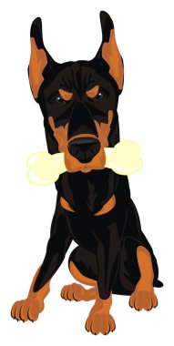 kötü doberman bir kemik ile oturup
