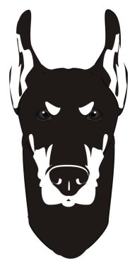 doberman siyah beyaz yüzü